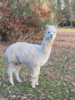 Alpaca dekhengst 4 jaar, Dieren en Toebehoren, Overige Dieren, Mei, Mannelijk