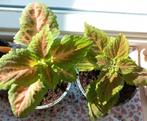 Siernetel (Coleus), Huis en Inrichting, Kamerplanten, Ophalen, Overige soorten, Minder dan 100 cm