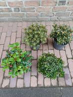 Mooie dwerg rhododendron, Tuin en Terras, Vaste plant, Halfschaduw, Lente, Ophalen