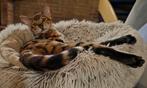 Bengaal kittens met stamboom, Dieren en Toebehoren, Katten en Kittens | Raskatten | Korthaar, Kater, Gechipt, 0 tot 2 jaar