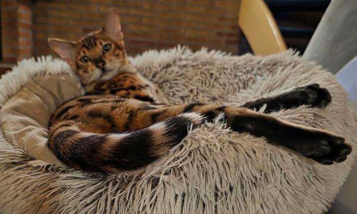 Bengaal kittens met stamboom, Dieren en Toebehoren, Katten en Kittens | Raskatten | Korthaar, Kater, 0 tot 2 jaar, Met stamboom