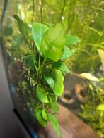 Anubis stekje (verschillende), Dieren en Toebehoren, Vissen | Aquaria en Toebehoren, Ophalen of Verzenden, Plant(en), Steen of Hout