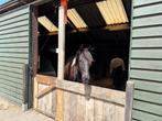open stal 1 plekken beschikbaar, Dieren en Toebehoren, Stalling en Weidegang, Weidegang, 1 paard of pony