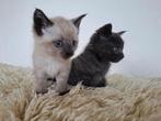 Bijzonder mooie Kittens, half Siamees en half ragdoll denkik, Dieren en Toebehoren, Katten en Kittens | Overige Katten, Meerdere dieren