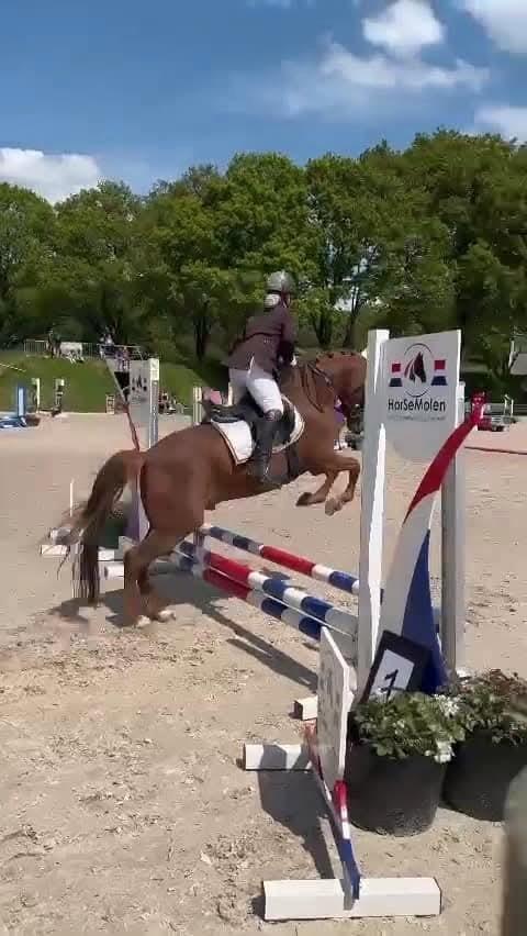 Mooie Vos pony (C), Dieren en Toebehoren, Paarden, Ruin, Ontwormd