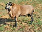 Maasduinen dekram, Dieren en Toebehoren, Mannelijk, Schaap