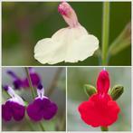 Salie Hot lips Pakket (Salvia greggii 'Hot Lips) 4 Soorten, Ophalen of Verzenden, Zomer, Overige soorten, Volle zon