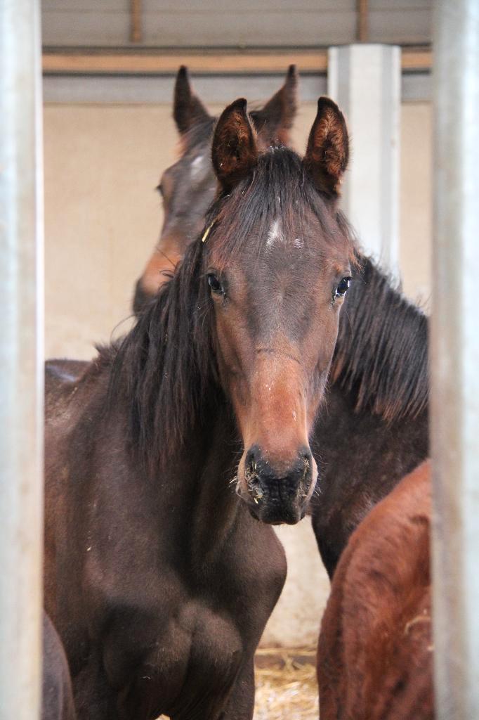 Knappe hengst, Dieren en Toebehoren, Paarden, Hengst, Onbeleerd, 170 tot 175 cm, 0 tot 2 jaar, Dressuurpaard, Met stamboom, Gechipt