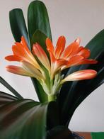 Clivia miniata die bestoven wordt met geel/groen Emerald., Ophalen of Verzenden, Halfschaduw, Minder dan 100 cm