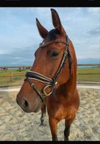 Anky hoofdstel- Full, Dieren en Toebehoren, Paarden en Pony's | Hoofdstellen en Tuigage, Ophalen of Verzenden, Zo goed als nieuw