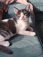 Nog maar 1 over! Kitten/poesje/jonge katje, Dieren en Toebehoren, Katten en Kittens | Overige Katten, Poes