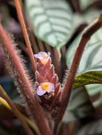 Calathea Compact Star, Ophalen of Verzenden, Halfschaduw, Minder dan 100 cm