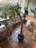 Madagascar Palm 96 cm, Ophalen of Verzenden, Volle zon, Palmboom, 100 tot 250 cm