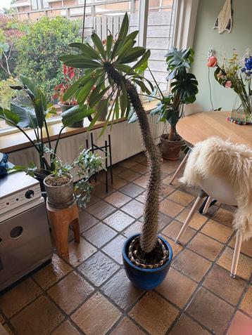 Madagascar Palm 96 cm beschikbaar voor biedingen