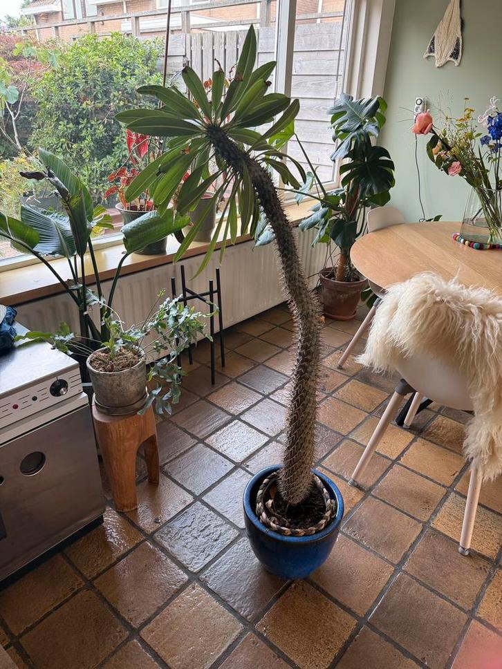 Madagascar Palm 96 cm, Tuin en Terras, Planten | Bomen, Palmboom, 100 tot 250 cm, Volle zon, Ophalen of Verzenden