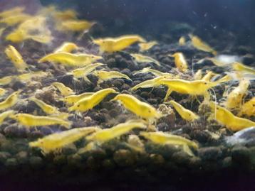 yellow backstripe garnalen beschikbaar voor biedingen