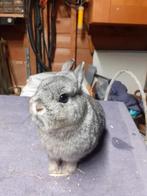 Kleurdwerg, Dieren en Toebehoren, Konijnen, Mannelijk, Dwerg, 0 tot 2 jaar
