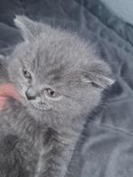 Britse korthaar nog een katertje beschikbaar, Dieren en Toebehoren, Katten en Kittens | Raskatten | Korthaar, Met stamboom
