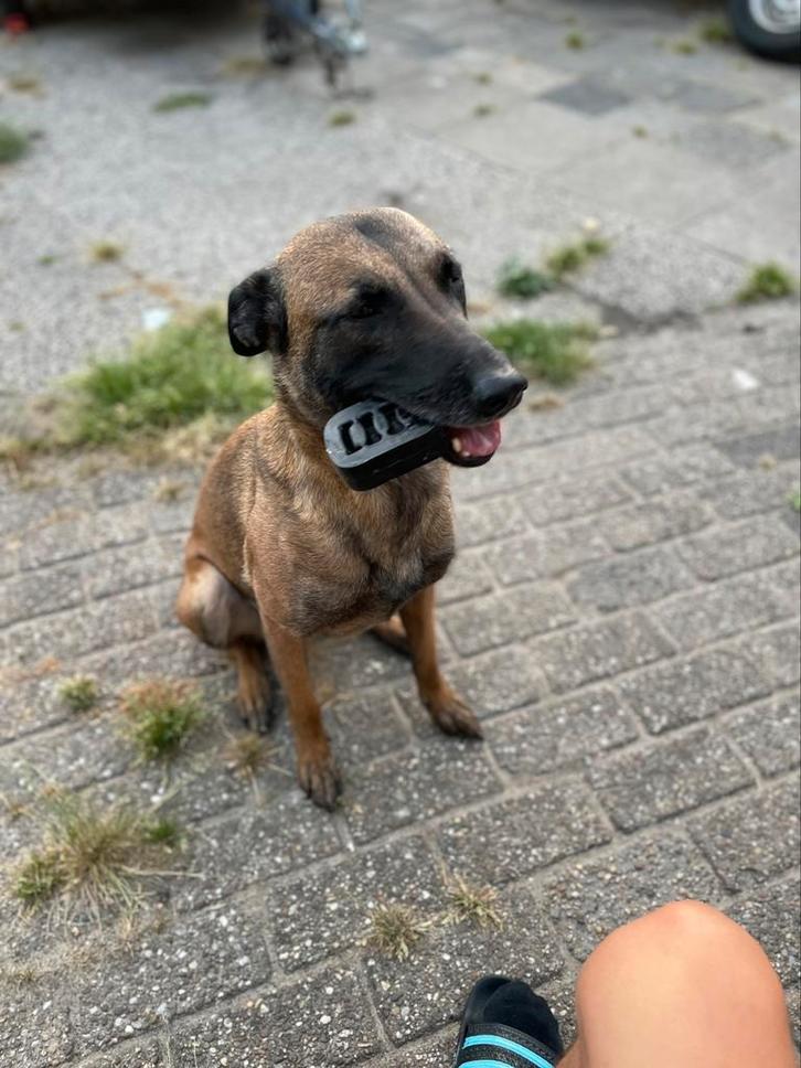 Mechelse herder zoekt baasje, Dieren en Toebehoren, Honden | Herdershonden en Veedrijvers, Teef, Herder, Particulier, Eén hond