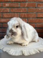 Knappe NHD x Minilop voedster🩷, Dieren en Toebehoren, Konijnen, Vrouwelijk, Dwerg