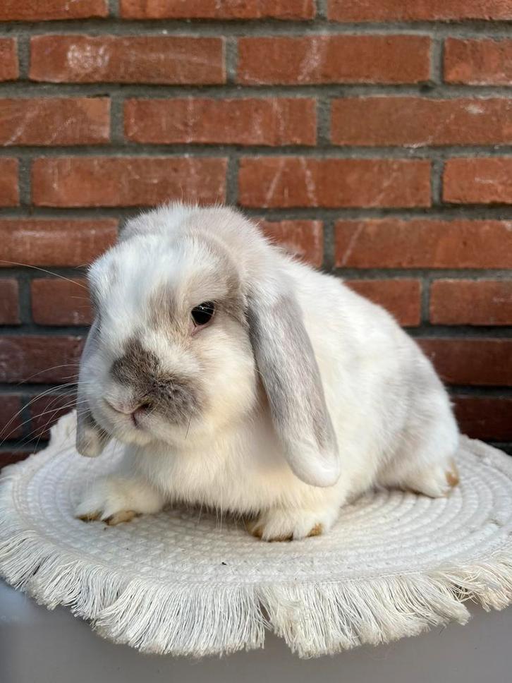 Knappe NHD x Minilop voedster🩷, Dieren en Toebehoren, Konijnen, Dwerg, Vrouwelijk