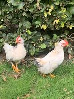 Twee haantjes serama/wyandotte kruising, Dieren en Toebehoren, Pluimvee, Mannelijk, Kip