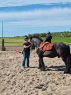 Gezocht verzorgster Belgisch Trekpaard in Noordwijk 16+, Ophalen, Zo goed als nieuw
