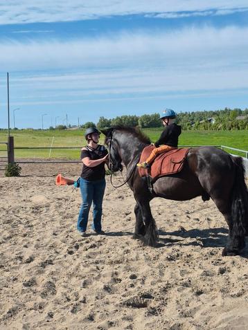 Gezocht verzorgster Belgisch Trekpaard in Noordwijk 16+ beschikbaar voor biedingen