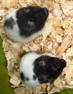 Lieve goudhamsters, Dieren en Toebehoren, Knaagdieren, November, Vrouwelijk, Hamster