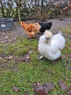 3 jonge zijdehoen hanen, Dieren en Toebehoren, Pluimvee, Mannelijk, Kip