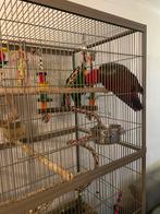 2 edelpapegaaien, Dieren en Toebehoren, Ophalen of Verzenden, Vogelkooi
