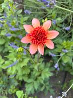 Dahlia planten, Tuin en Terras, Planten | Tuinplanten, Ophalen, Zomer, Overige soorten, Volle zon