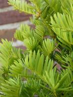 Taxus baccata Globe, Ophalen of Verzenden, Taxus, Haag, Minder dan 100 cm