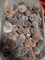 Grote Dennenappels - Decoratie, Tuin en Terras, Tuinbeelden, Ophalen of Verzenden, Gebruikt, Overige materialen, Overige typen