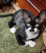 Devon Rex kittens beschikbaar 1550e, Dieren en Toebehoren, Katten en Kittens | Raskatten | Korthaar, Meerdere dieren, Gechipt