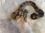 4 Boa constrictor imperator te koop, Dieren en Toebehoren, Reptielen en Amfibieën, Slang, Tam, 3 tot 6 jaar