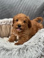 Mini Labradoodle pups - mini doodle pups mogen nest verlaten, Overige rassen, CDV (hondenziekte), 8 tot 15 weken, Meerdere