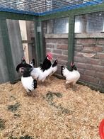 Toom Lakenvelder kriel, Dieren en Toebehoren, Meerdere dieren, Kip