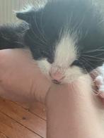 Kittens, Dieren en Toebehoren, Katten en Kittens | Overige Katten, Geslacht onbekend, Kortharig