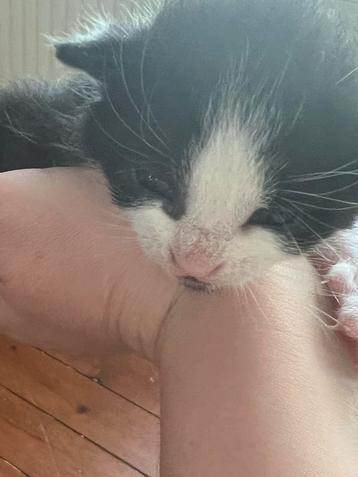 Kittens beschikbaar voor biedingen