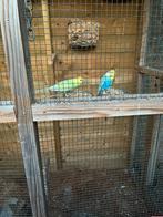 Jonge regenboog parkietjes, Meerdere dieren, Parkiet