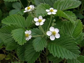 Fragaria moschata (grote bosaardbei) wit vaste plant  beschikbaar voor biedingen