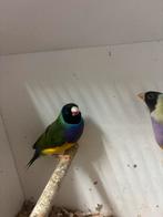 Gould amadine split x cinnamon, Dieren en Toebehoren, Vogels | Overige Vogels, Meerdere dieren, Tropenvogel, Geringd