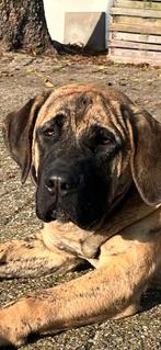 kruising  pup teef  7 maanden, Dieren en Toebehoren, 15 weken tot 1 jaar, Overige rassen, Teef, Eén hond