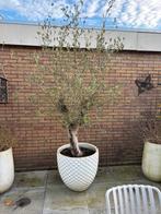 Grote olijfboom in pot, Tuin en Terras, Planten | Bomen, Olijfboom, 250 tot 400 cm, Zomer, Ophalen