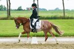 Talentvolle grote B sportpony, Dieren en Toebehoren, Pony's, Gechipt, Ruin, Dressuurpony, M