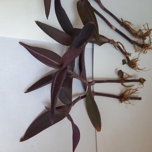 Stekken Tradescantia pallida, Huis en Inrichting, Kamerplanten, Overige soorten, Minder dan 100 cm, Ophalen