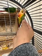 Groenewang parkiet, Dieren en Toebehoren, Meerdere dieren, Parkiet