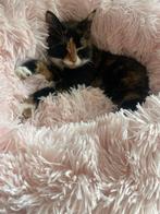 Goed huis gezocht poes 1,5 jaar oud, Dieren en Toebehoren, Poes