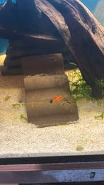 Platy, Dieren en Toebehoren, Vis